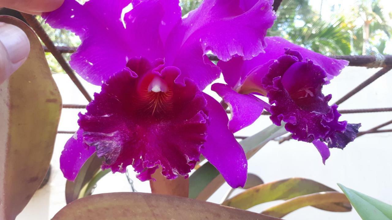 פונגולה Rosegarden Guesthouse מראה חיצוני תמונה